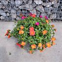 Afbeelding van Portulaca schaal 23cm Actie Mix